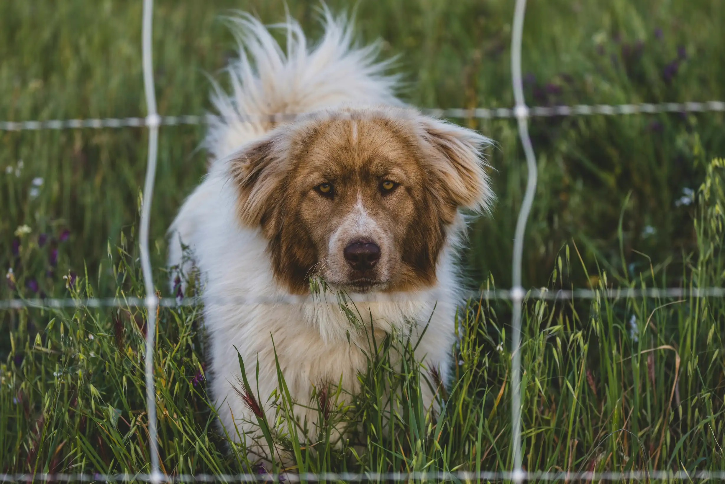Meet the World's Most Dedicated Livestock Guardian Dogs