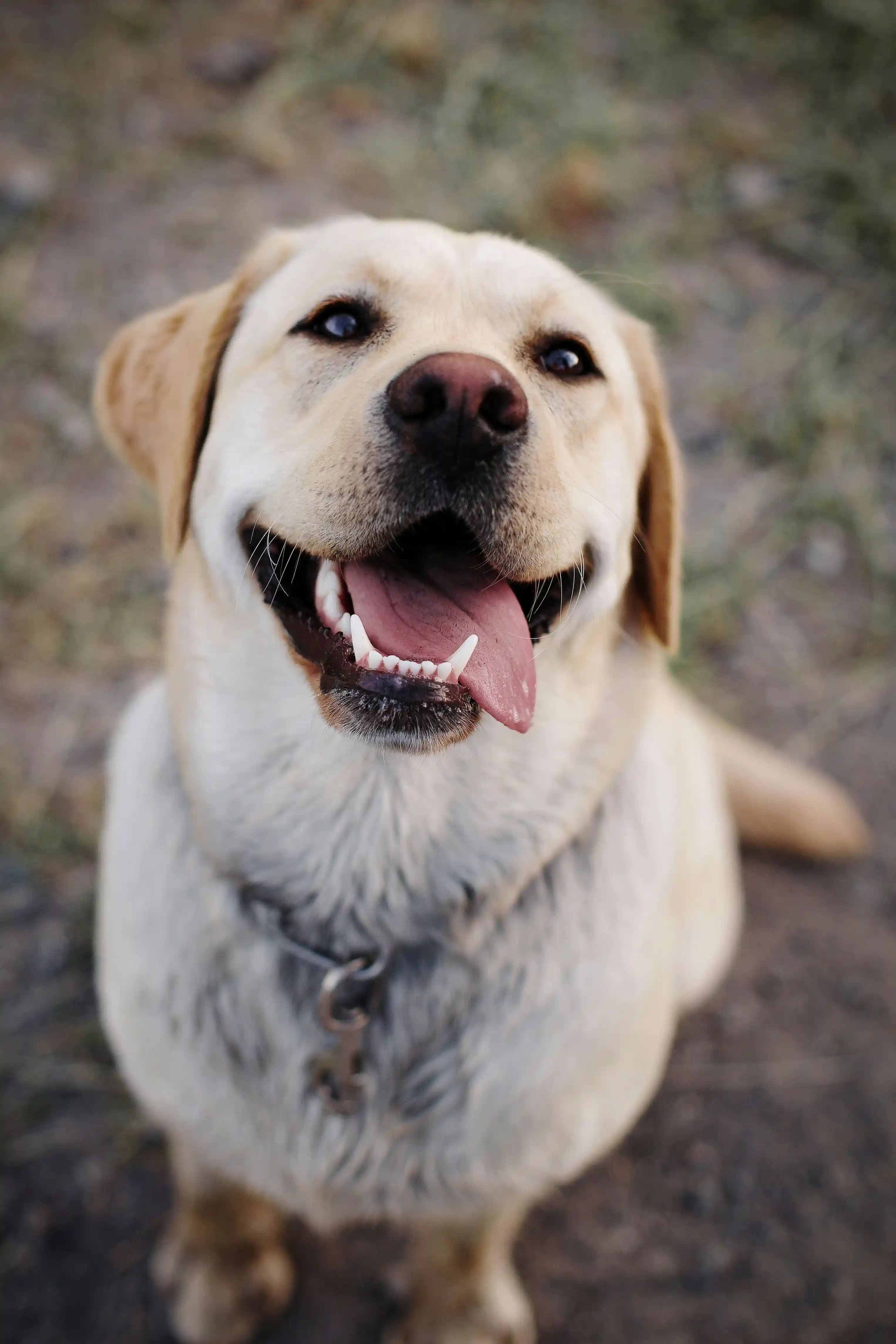 New Insights into Reducing Elbow Dysplasia in Labrador Retrievers