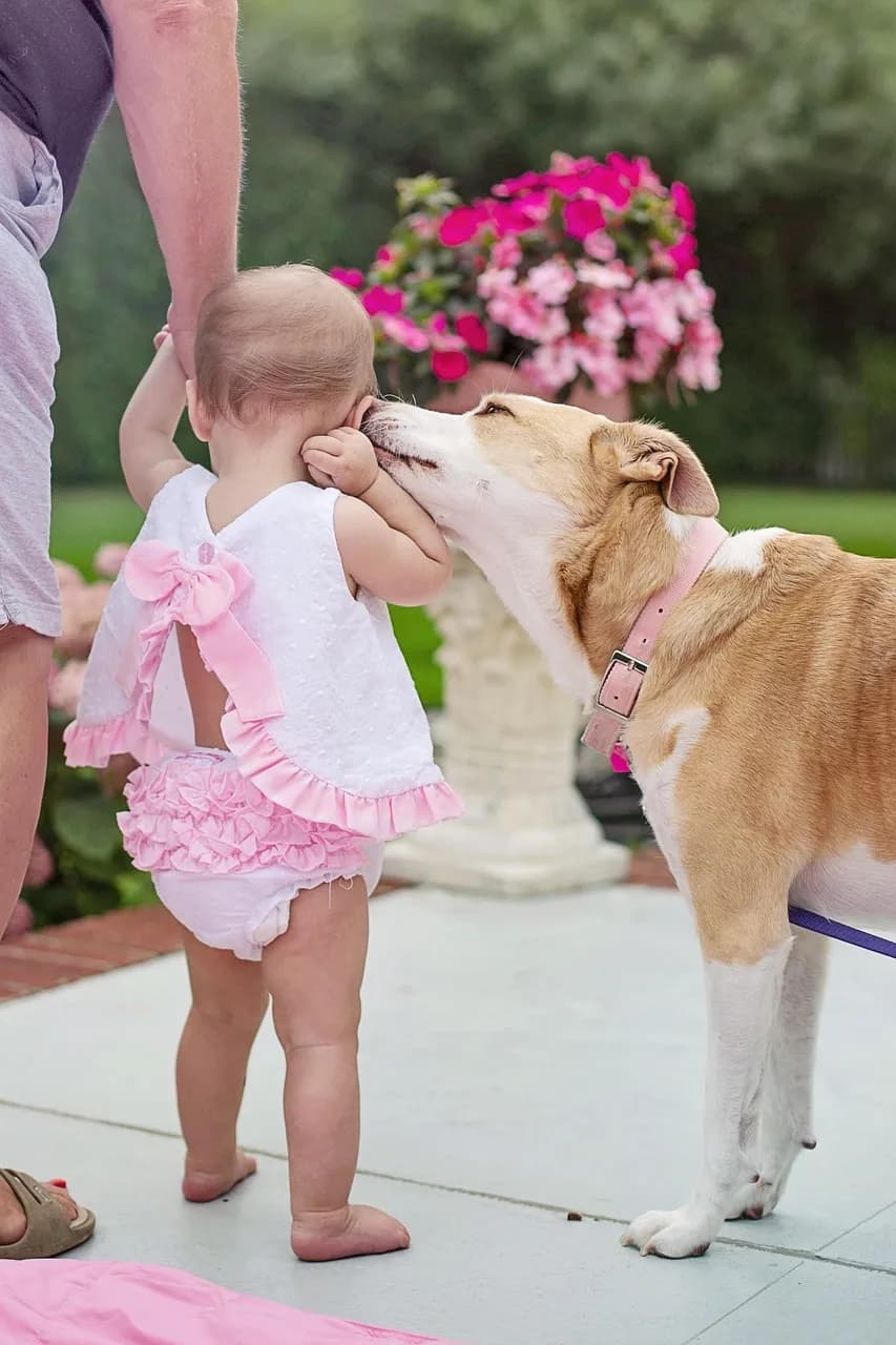 Forståelse av Hund og Baby Kroppsspråk for Trygge Interaksjoner
