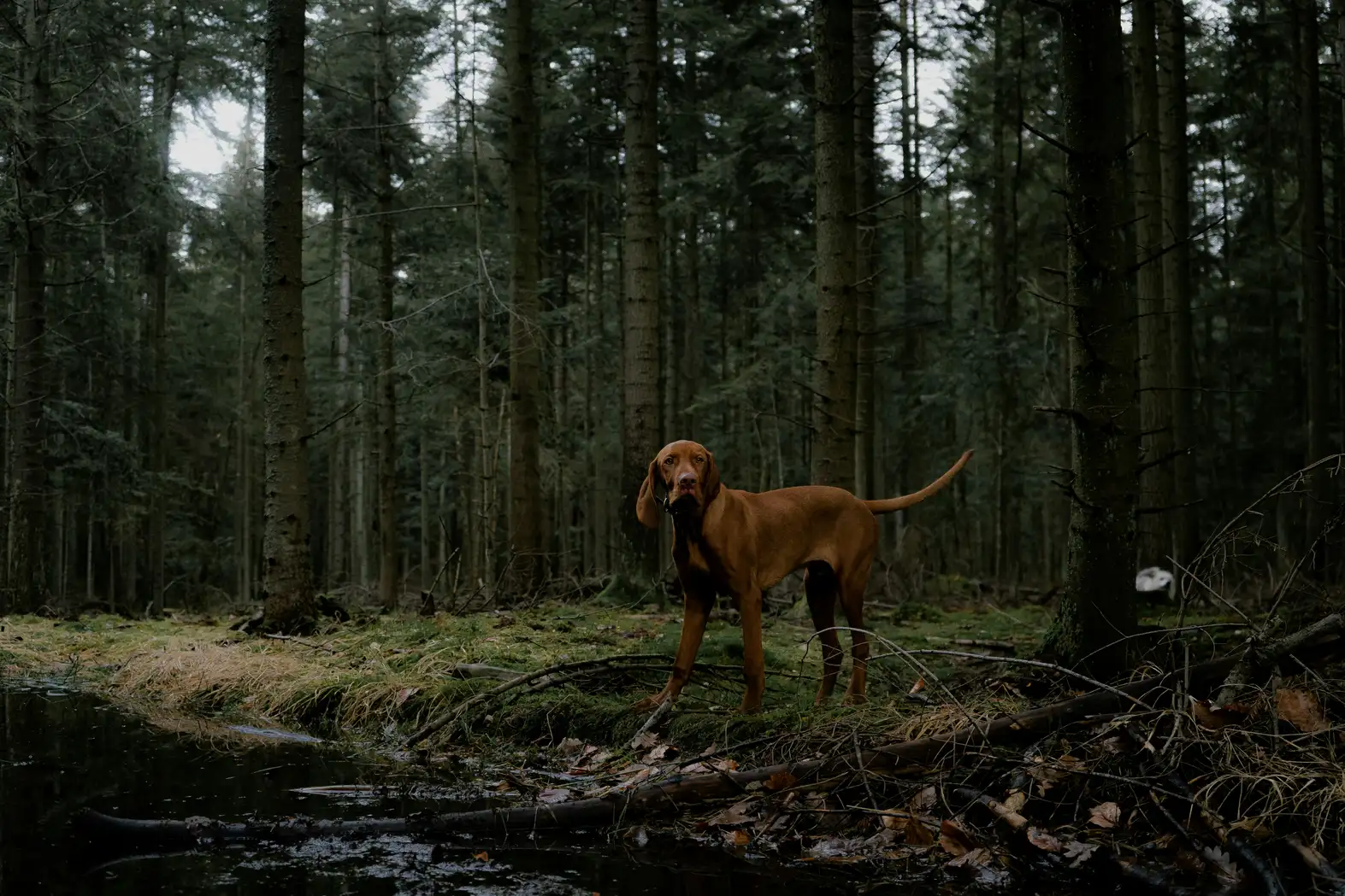 Hva du skal gjøre hvis hunden din er borte i skogen