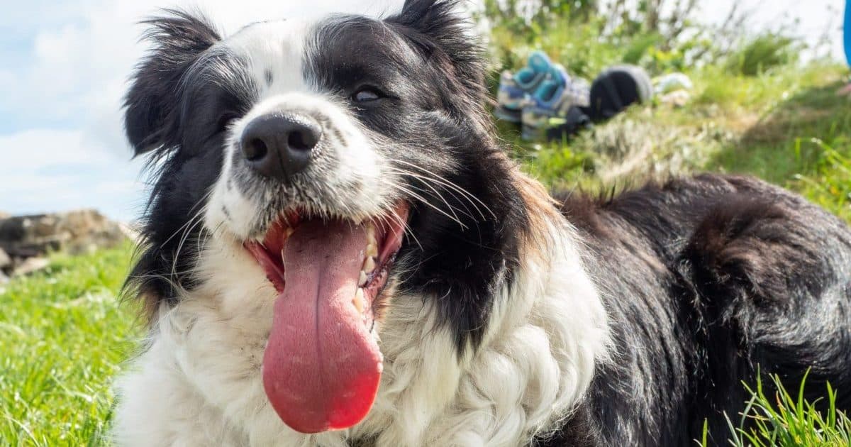 Får Hunden Din Nok Vann? Sommersjekkliste for Dyreeiere