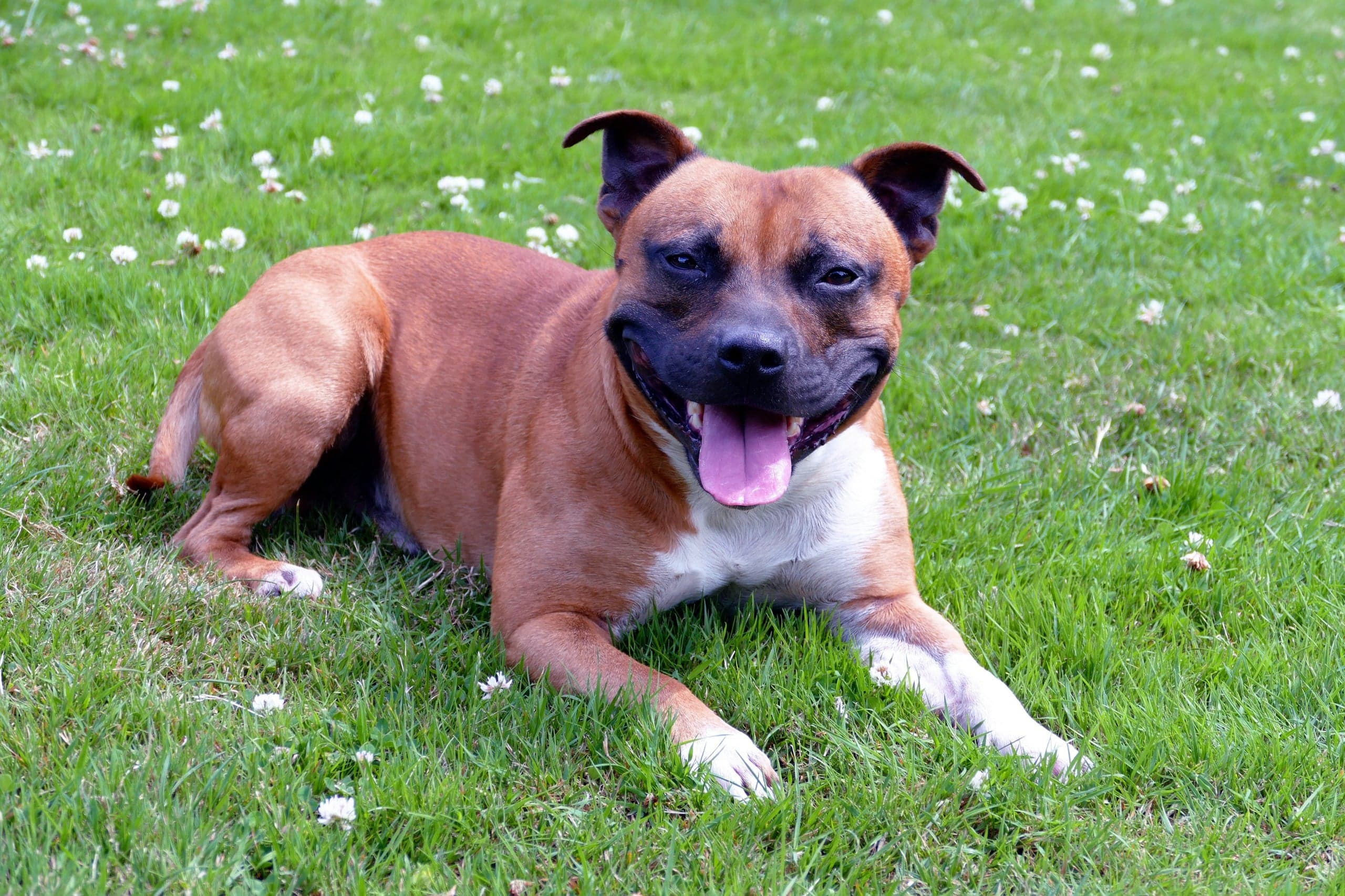 Understanding Pit Bull Health: A Guide for Loving Owners