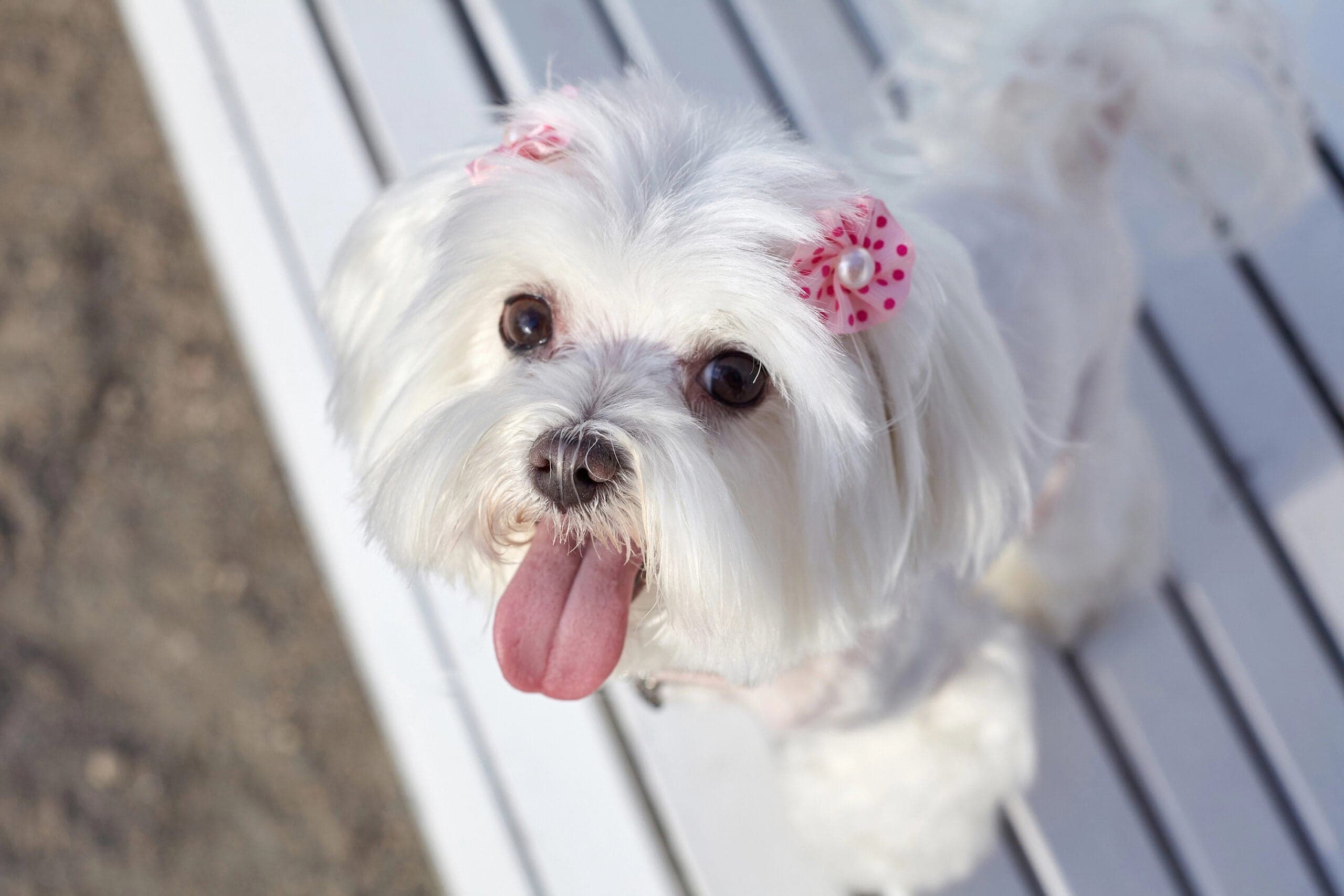 Caring for Your Maltese: Health Issues and Tips for a Long, Happy Life