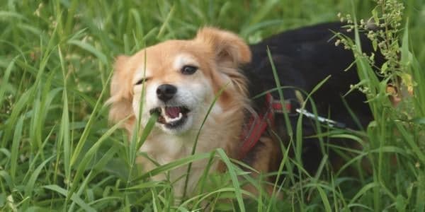 Hvorfor Spiser Hunder Gress? Forstå Denne Vanlige Atferden